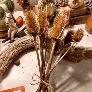 Bundle Bouquet of 12 Teasel Thistle Natural Dried Flower Arrangements Crafts